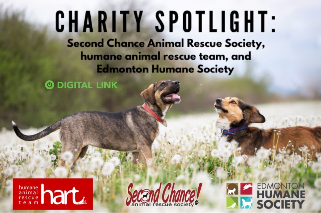 dogs-charity-spotlight