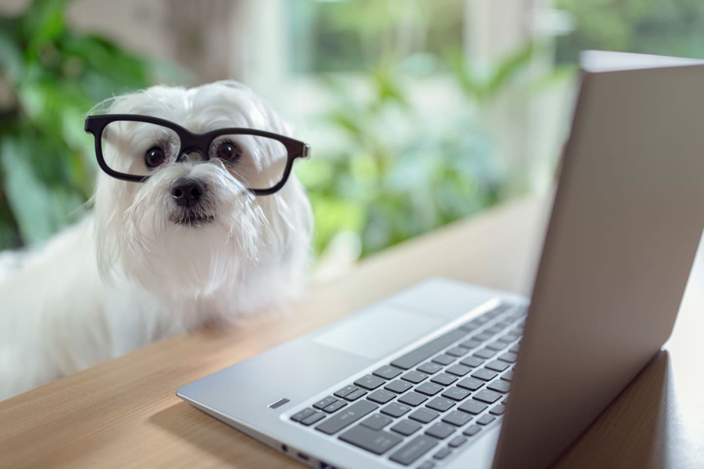 dog in glasses at computer